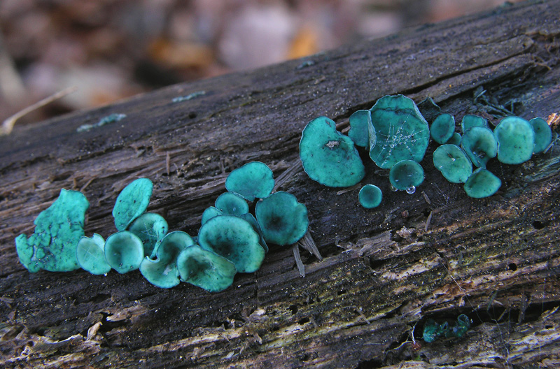 Chlorociboria aeruginascens (Nyl.) Kanouse ex C.S. Ramamurth